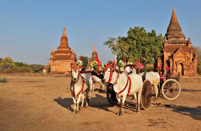 Ox Cart Experience in Bagan